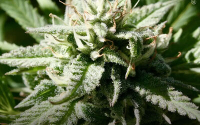 Tratamentos à base de maconha estão associados a melhorias a longo prazo nos sintomas da enxaqueca e na qualidade de vida, diz estudo