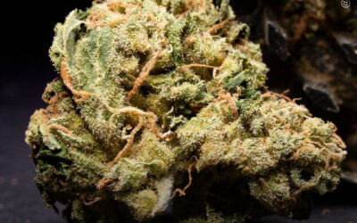 Uso de maconha associado a menor risco de diversas doenças metabólicas, mostra estudo