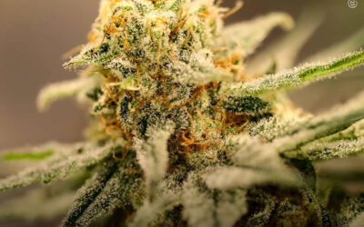 Uso de maconha está associado a melhorias sustentadas na qualidade do sono, mostra estudo