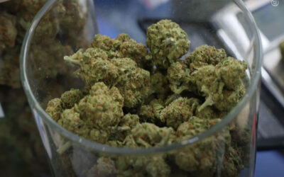 Autoridades de Nova York (EUA) estão aceitando inscrições para feiras de produtores de maconha e eventos temporários
