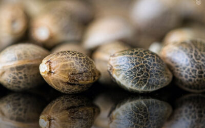 Cascas de sementes de cannabis podem fortalecer bioplásticos e melhorar sua biodegradabilidade, mostra estudo