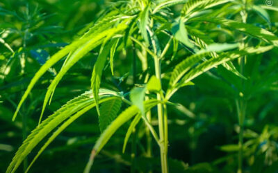 Compostos da maconha mostram-se promissores no controle do açúcar no sangue por meio de mecanismos intestinais