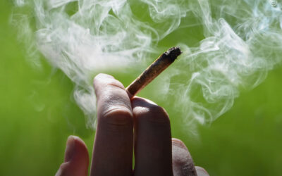 Consumidores de maconha têm desempenho semelhante aos não usuários em testes cognitivos, mostra estudo