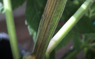 Extrato de caule de maconha demonstra atividade anticancerígena contra células de câncer colorretal, mostra estudo