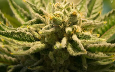 Óleo de maconha pode reduzir a dor e melhorar o sono em pacientes com fibromialgia, mostra ensaio clínico