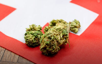 Suíça registra menor mercado ilegal de maconha e consumo mais baixo após projeto-piloto de regulamentação do uso adulto