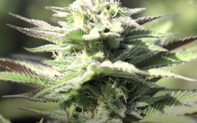 THC e CBD podem ajudar a inibir a progressão do glioblastoma, mostra estudo