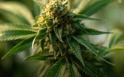 THC e extratos de maconha integral podem reduzir o peso corporal e a massa gorda, revela estudo