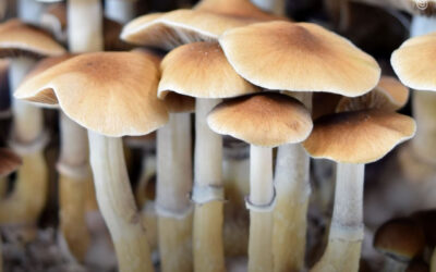 Uma única dose de psilocibina pode levar a melhorias “rápidas” e “duradouras” na depressão, indica estudo