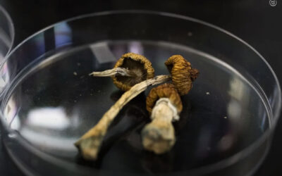 Austrália ajusta o acesso terapêutico ao MDMA e à psilocibina