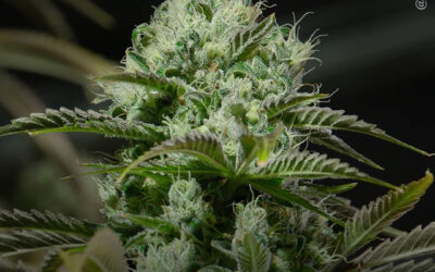 Cultivo: o uso de bioestimulantes podem mais que dobrar a produção de flores de maconha, revela estudo