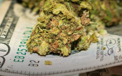 EUA: a maconha gerou US$ 248 milhões em impostos para a Califórnia no primeiro trimestre de 2026
