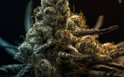 Extratos de maconha melhoram significativamente sintomas de pacientes com câncer, como problemas de sono e ansiedade, mostra estudo