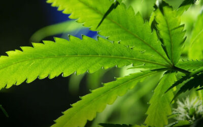 Folhas de maconha podem ser uma fonte valiosa de compostos antioxidantes, revela novo estudo