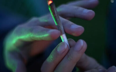 Jovens adultos da Geração Z relatam uso frequente de maconha
