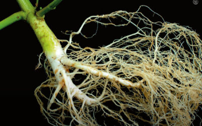 Nanopartículas da raiz de maconha mostram-se promissoras na proteção das células da pele contra danos causados pelos raios UVB