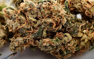 O uso de maconha está associado à redução de proteínas relacionadas à inflamação em pessoas com HIV, revela estudo