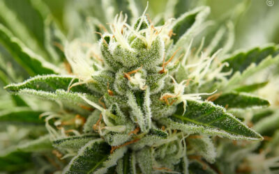 Óleo de maconha proporciona melhorias “clinicamente significativas” nos sintomas da fibromialgia, mostra ensaio clínico