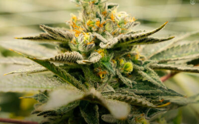 Pacientes com distúrbios de hipermobilidade sentem menos dor e consomem menos opioides após tratamento com maconha, mostra estudo