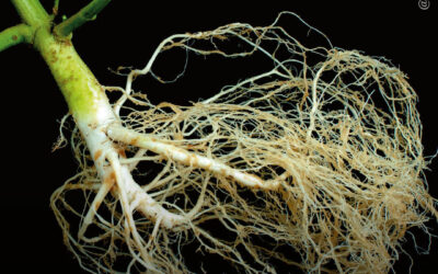 Análise destaca as potenciais propriedades anti-inflamatórias, antioxidantes e analgésicas das raízes de maconha