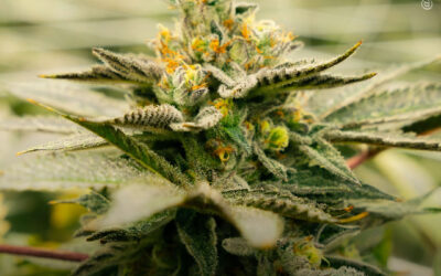 Bloquear a via do hormônio do crescimento torna as plantas de maconha mais baixas, ao mesmo tempo que aumenta as concentrações de canabinoides, revela estudo