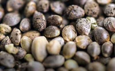 Compostos das sementes de maconha podem proteger as células nervosas de danos relacionados ao Parkinson, revela estudo