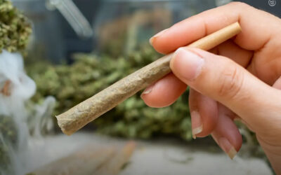Mercado ilegal pode compensar 89% da queda no consumo legal de maconha devido ao aumento dos preços, revela estudo