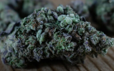 O uso inalado de maconha está associado ao alívio da dor e à redução significativa do uso de opioides em pacientes com dor lombar crônica, mostra estudo