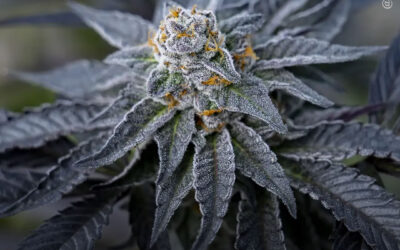 Óleo de maconha de espectro completo previne danos hepáticos precoces em modelo de doença induzida por dieta, revela estudo