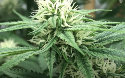 Pesquisadores identificam regiões genéticas essenciais que controlam a diversidade de canabinoides e terpenos na maconha