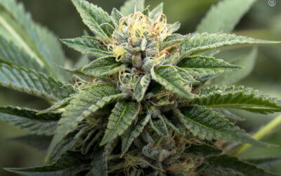 THC melhora a memória e reduz as alterações cerebrais relacionadas ao Alzheimer, revela estudo