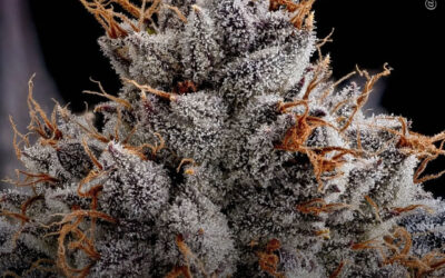 Terpenos da maconha potencializam a ativação dos receptores canabinoides pelo THC, mostra estudo