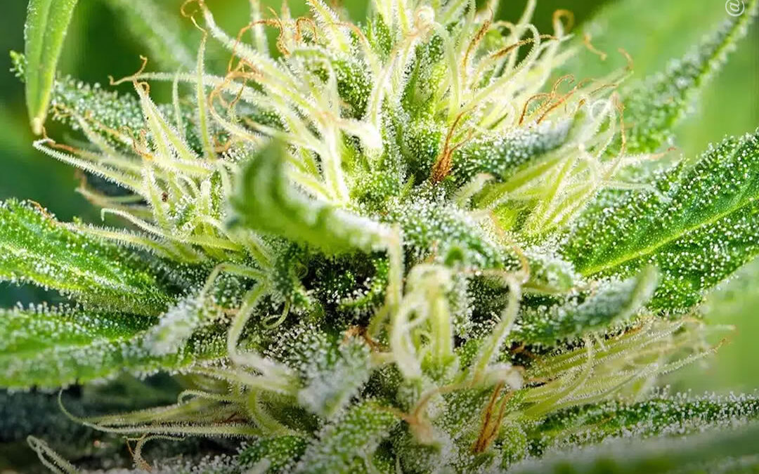 Tratamento com THC e CBD reduziu a gravidade da síndrome das pernas inquietas, mostra estudo