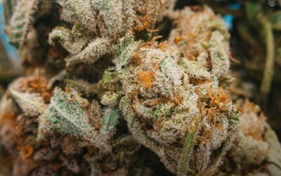 Uso de maconha associado à melhora da qualidade de vida e alívio dos sintomas em pacientes com doença inflamatória intestinal, mostra estudo
