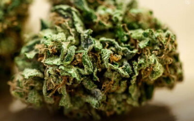 Uso de maconha associado a melhorias sustentadas em pacientes com transtorno do espectro autista, mostra estudo