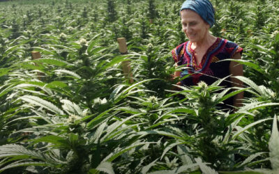 A legalização da maconha impulsiona empregos na agricultura, mostra estudo