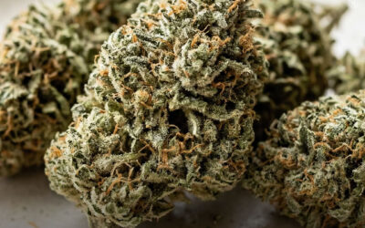 Canadá estabelece novo recorde mensal de vendas legais de maconha