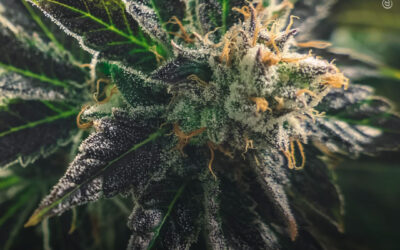 Compostos da maconha apresentam potencial como agentes antifúngicos naturais, revela estudo