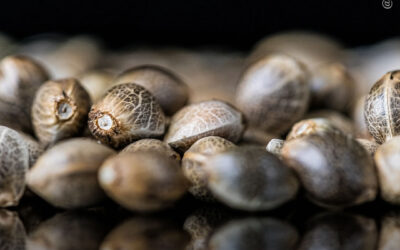 Descascar ou germinar as sementes altera o perfil nutricional da cannabis, mostra estudo