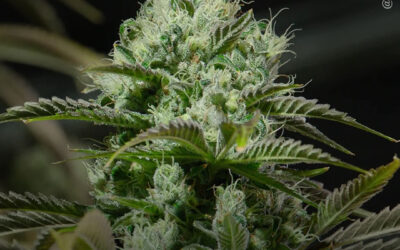 Estudo identifica 227 terpenos da maconha e detalha por que as cultivares têm aromas tão diferentes