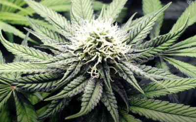 Extrato de maconha é seguro e eficaz em crianças com autismo, mostra ensaio clínico