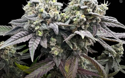 Extrato de maconha reduz o estresse oxidativo induzido por UVB em modelo de células de melanoma, diz estudo