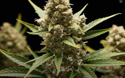 Extratos da maconha inibiram múltiplas enzimas relacionadas ao Alzheimer e protegeram as células contra danos, mostra estudo