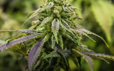 Extratos de maconha demonstram atividade antiviral e alteram as respostas imunológicas nas células, de acordo com estudo