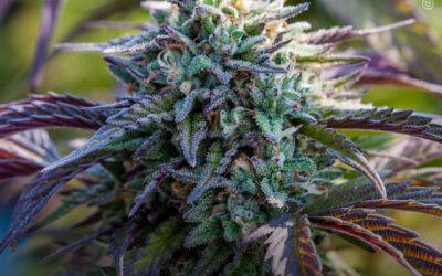 Extratos de maconha inibem a bactéria Staphylococcus aureus, descobre estudo