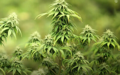 Óleo de maconha reduziu significativamente o uso de medicamentos psicotrópicos em pacientes com demência grave, mostra ensaio clínico