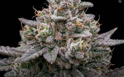 Plantas de maconha expostas ao som quase dobraram a produção de flores, mostra estudo