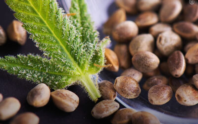 Polissacarídeos de sementes de cannabis melhoram marcadores de deficiência sanguínea e alteram a microbiota intestinal, revela estudo