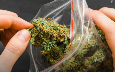 Revisão de 329 estudos concluiu que a legalização da maconha reduz as prisões, sem um aumento uniforme no consumo entre adolescentes
