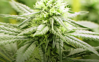 Spray oral e chá de maconha melhoraram a espasticidade, os espasmos e a dor em pacientes com esclerose múltipla, mostra estudo
